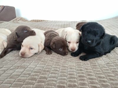 Labrador Retriever Rezerwacja