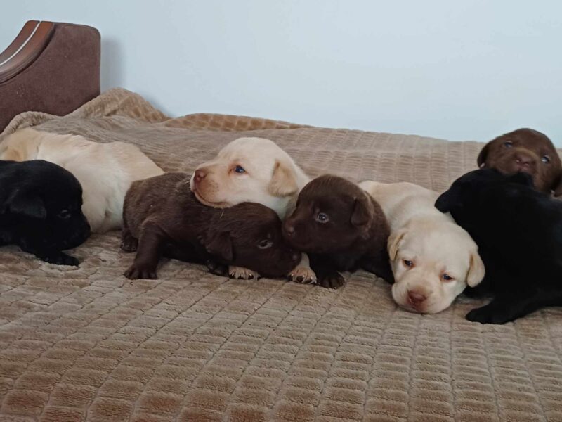 Labrador Retriever Rezerwacja