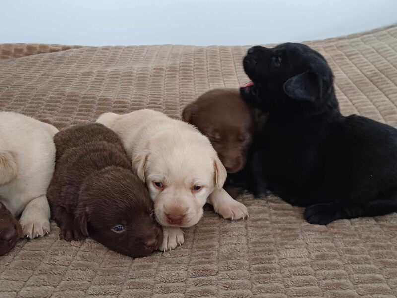 Labrador Retriever Rezerwacja