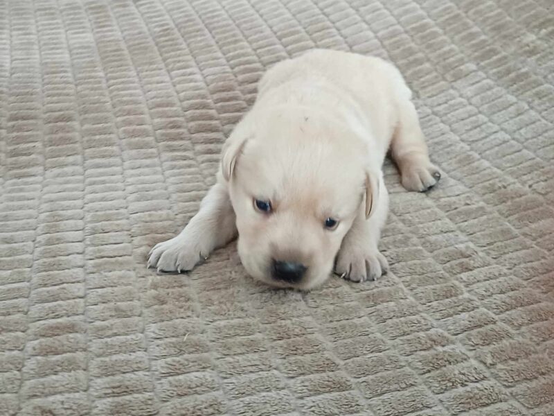 Labrador Retriever Rezerwacja