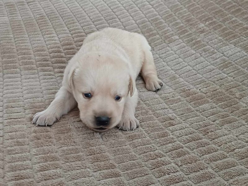 Labrador Retriever Rezerwacja