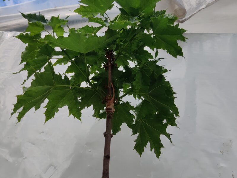 Klon kulisy zielony Acer platanoides globosum globosum globosa