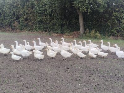 Gęsi , Kaczogęsi