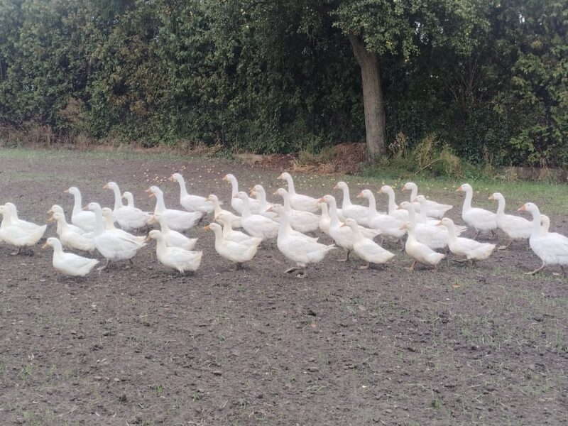 Gęsi , Kaczogęsi