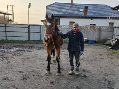 Źrebica pogrubiania 20 miesięcy zmieni właściciela