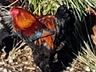 Brahma olbrzymia