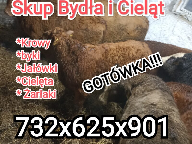 Skup cieląt i bydła do dalszej hodowli