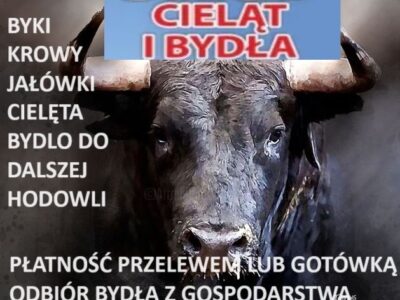 Skup cieląt i bydła do dalszej hodowli