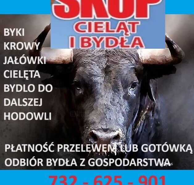 Skup cieląt i bydła do dalszej hodowli