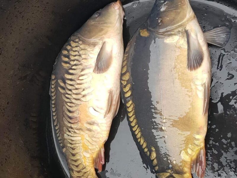 Sprzedam Karpie z własnej hodowli cena hurtowa 16złkg Detal 21kg