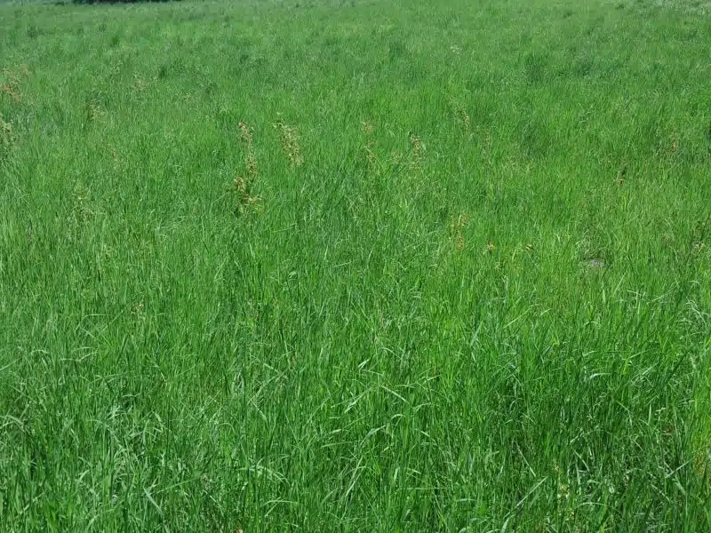 Działki budowlane