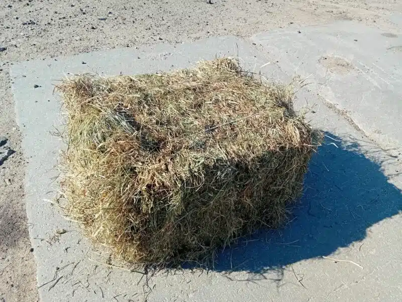 Siano mała kostka